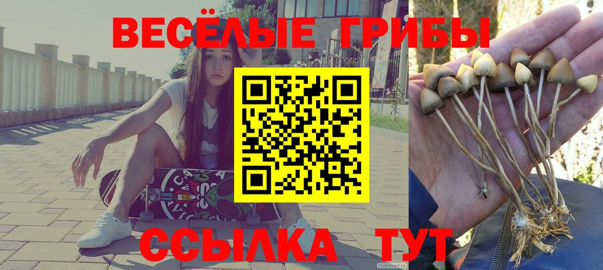 Псилоцибиновые грибы Cubensis Муром